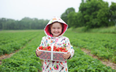 Avonmore Berry Farm