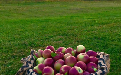 AppleStock Orchard