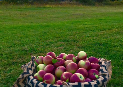 AppleStock Orchard