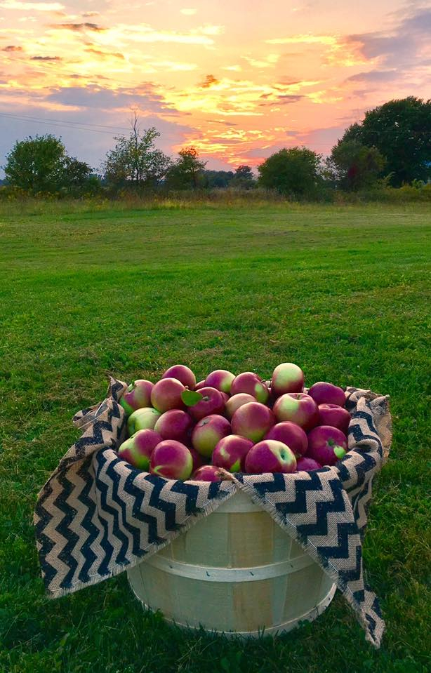 AppleStock Orchard