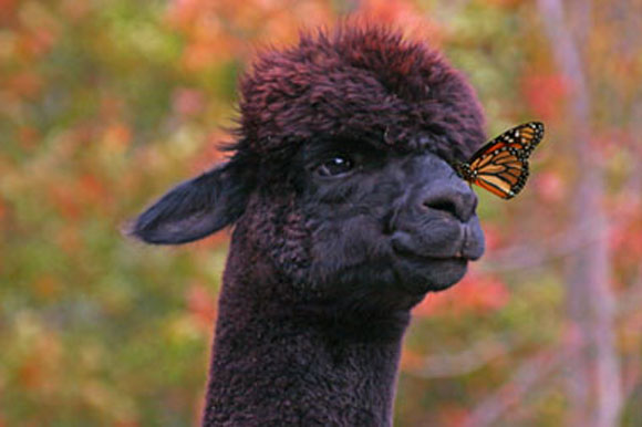 Alpaca