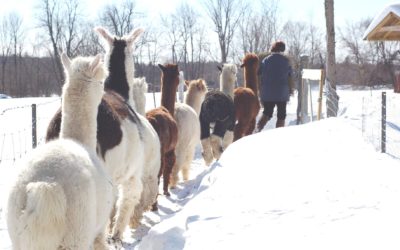 Alpagas Apple Hill Alpacas