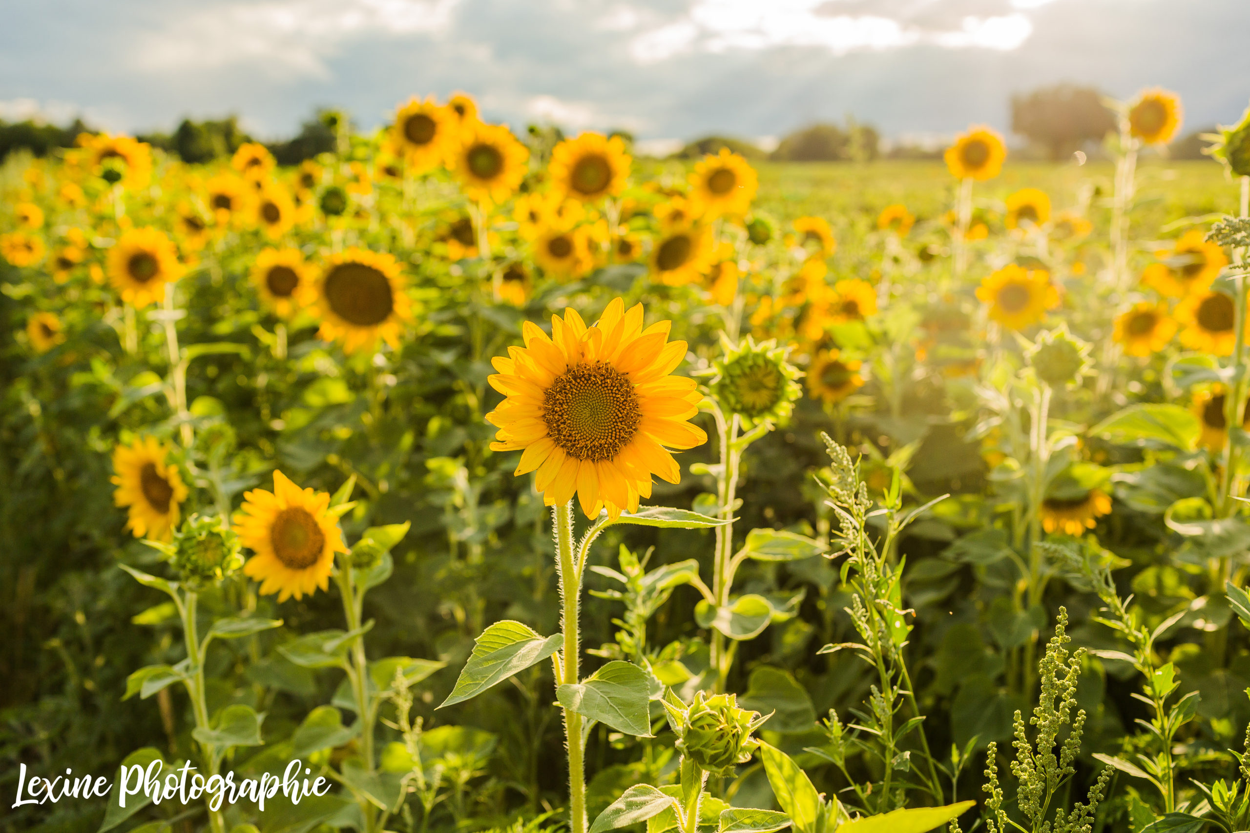 Sunflower Field