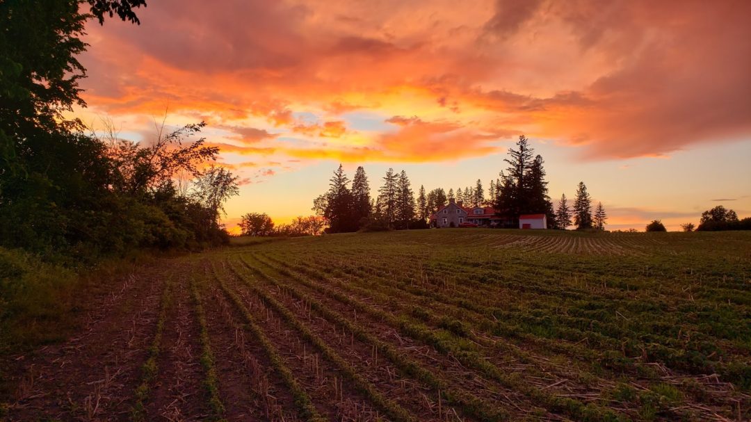 sunset view of farm