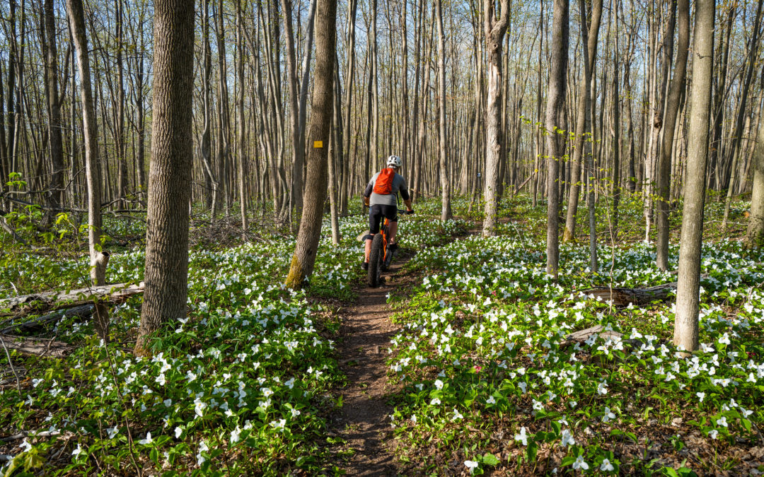 Great Numbers for the Summerstown Trails.