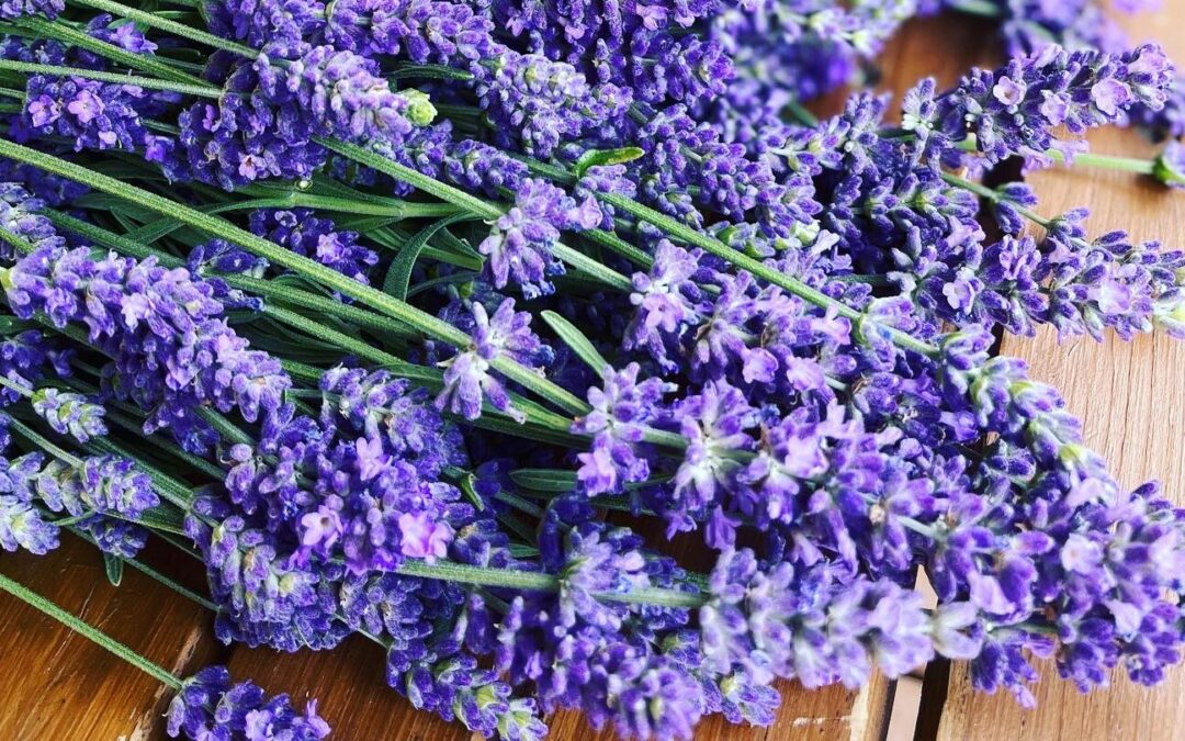 Lavender Fields Open for Summer Season