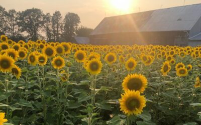 Rise and Shine – Sunflower Season Begins!