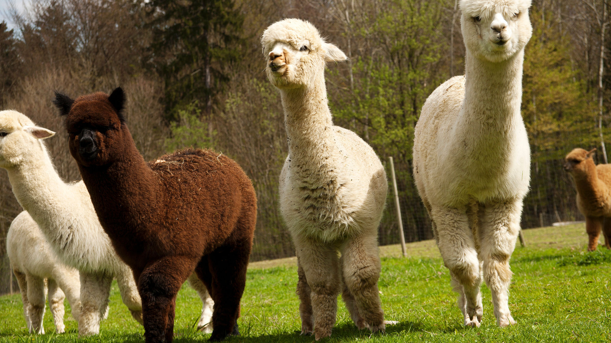 Alpacas