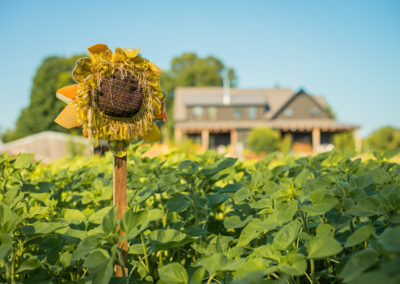 Paperboat Farms