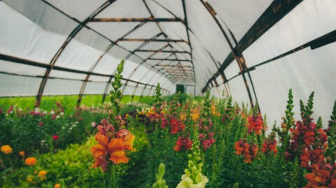 Alexandria Flower Market