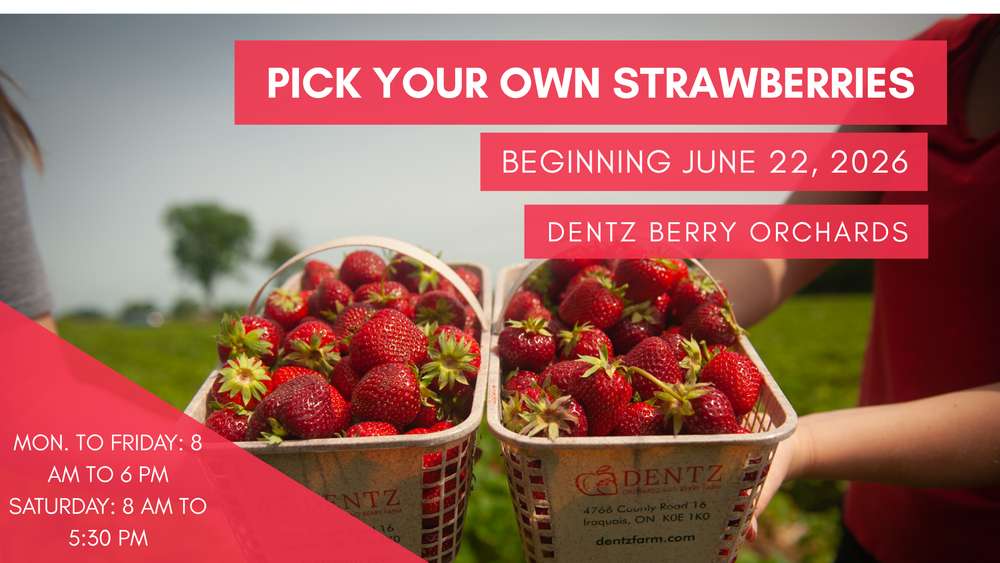 Dentz Orchards Strawberry Season