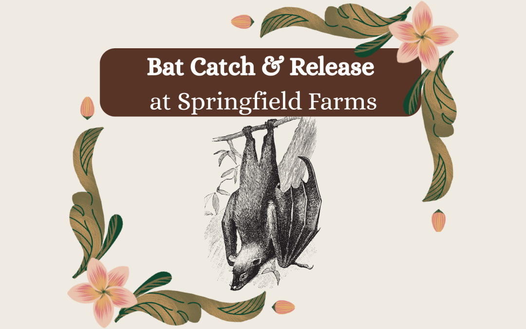 Bat Catch & Release at Springfield Farms