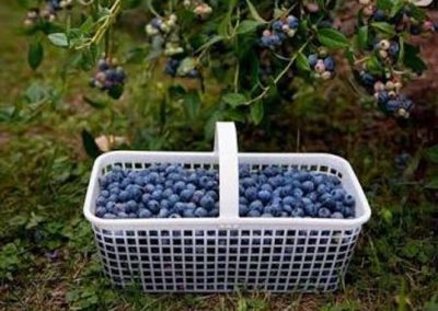 Rubicon Farms