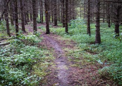 Summerstown Forest & Trails